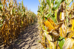 corn to make high fructose corn syrup